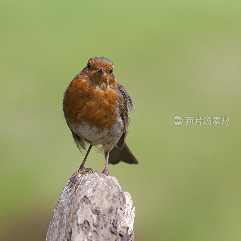 欧洲知更鸟，Erithacus rubecula